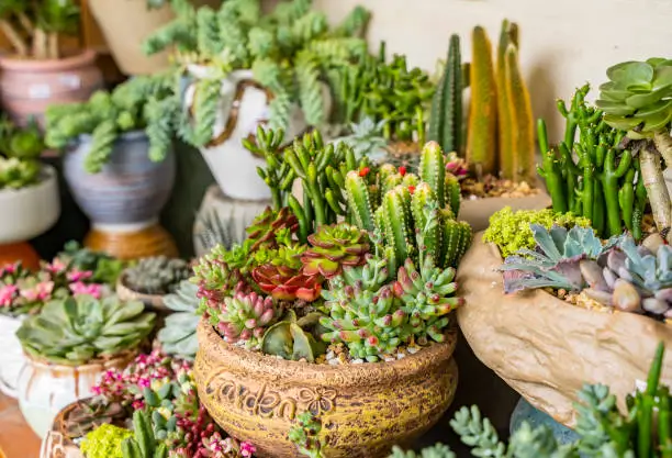 Suculentas Sustentáveis: Como Cultivar Com Baixo Consumo de Água e Máximo Resultado